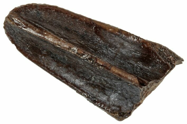 Fossil Hadrosaur (Edmontosaurus) Tooth - Wyoming #358186